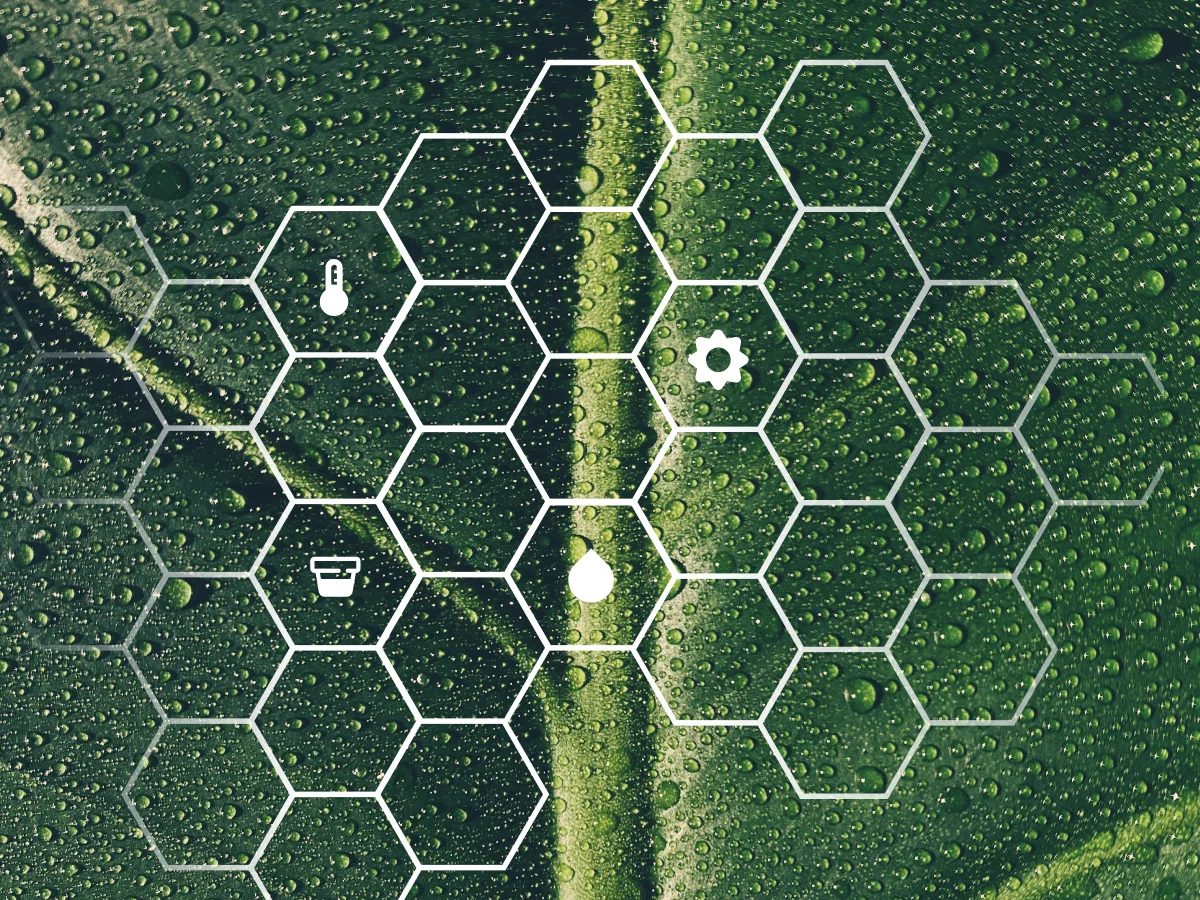 Nahaufnahme grüner Pflanzenblätter – symbolisch für das prädiktive FYTA Datenmodell