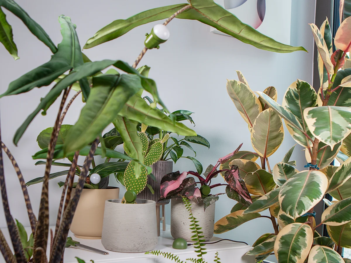 FYTA Beam Sensor an einer Zimmerpflanze in einer professionellen Innenraumbegrünung