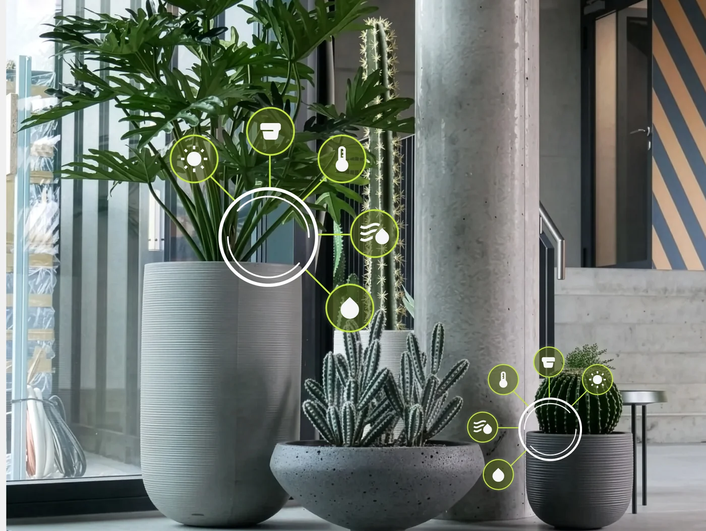 Zimmerpflanzen mit FYTA Sensor und Messwertanzeige auf dem Display